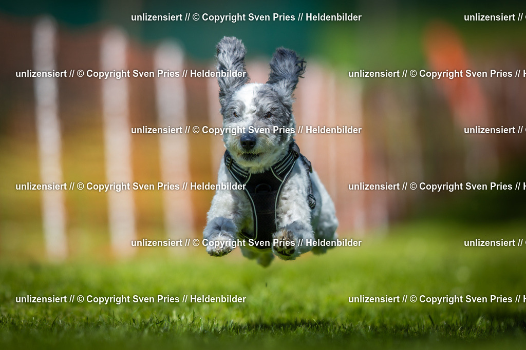 Hunderennen_April_2026_323 | 2026-04-26 - Hunderennen Baden-Oos April 2026 - Realisiert mit Pictrs.com