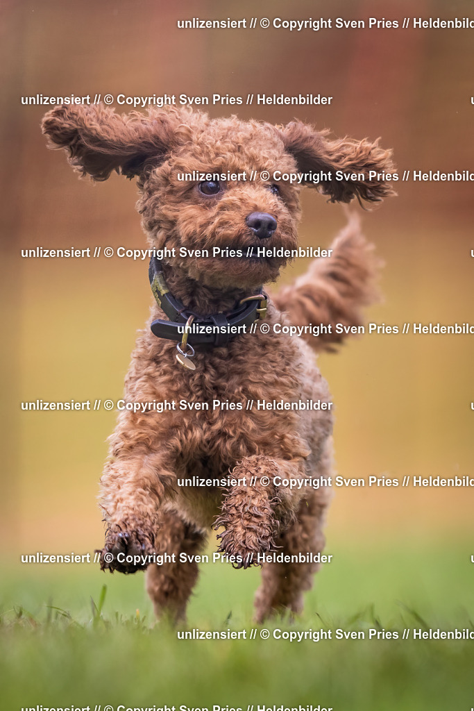 Sven Pries | 2024-04-21 - Hunderennen Baden-Oos
Foto: Sven Pries - Realisiert mit Pictrs.com