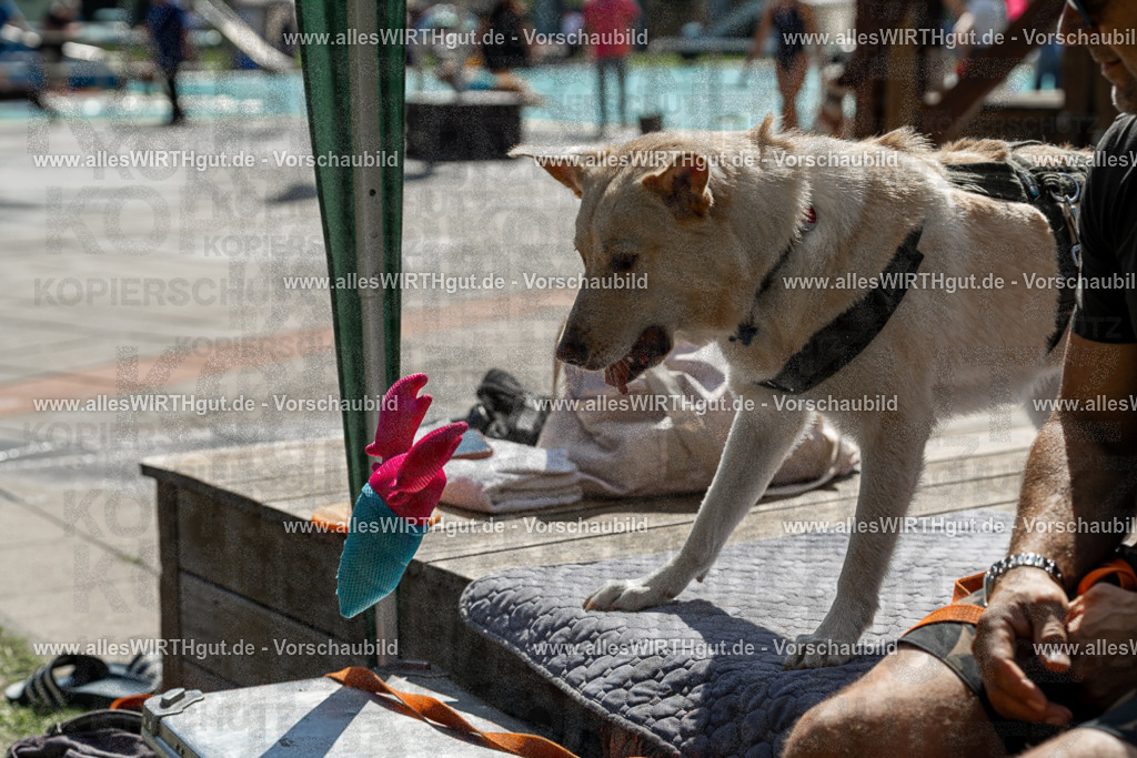 Hundeschwimmen_Volksbad_2026-allesWIRTHgut_Tierfotografie-2609061335-7R500846 | Professionelle Tierfotografie in Mönchengladbach von Daniel Wirth (allesWIRTHgut). Liebevolle & natürliche Bilder von Hunden & Katzen für unvergessliche Erinnerungen.