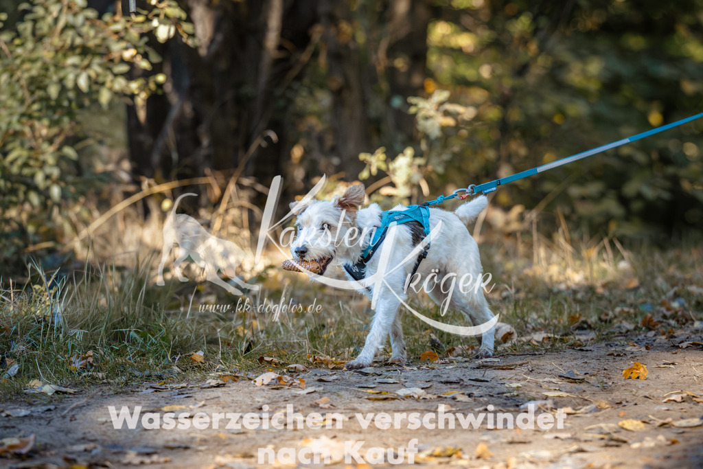 1021_ZZ99744 | kk-dogfotos