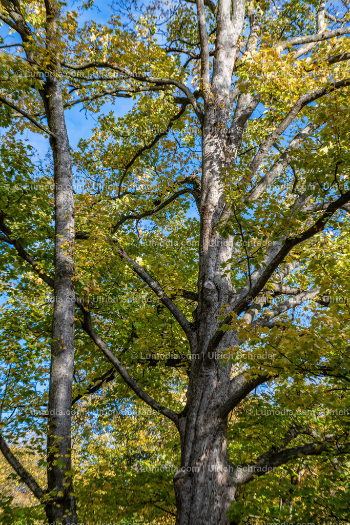 10049-12619 - Schloßpark Ilsenburg im Harz | Stockfoto und Bilderpool mit Bildmaterial aus Deutschland, dem Harz, Halberstadt, Quedlinburg, Wernigerode und weltweit. Qualitativ hochwertige und professionelle Fotos anschauen und kaufen. - Realisiert mit Pictrs.com