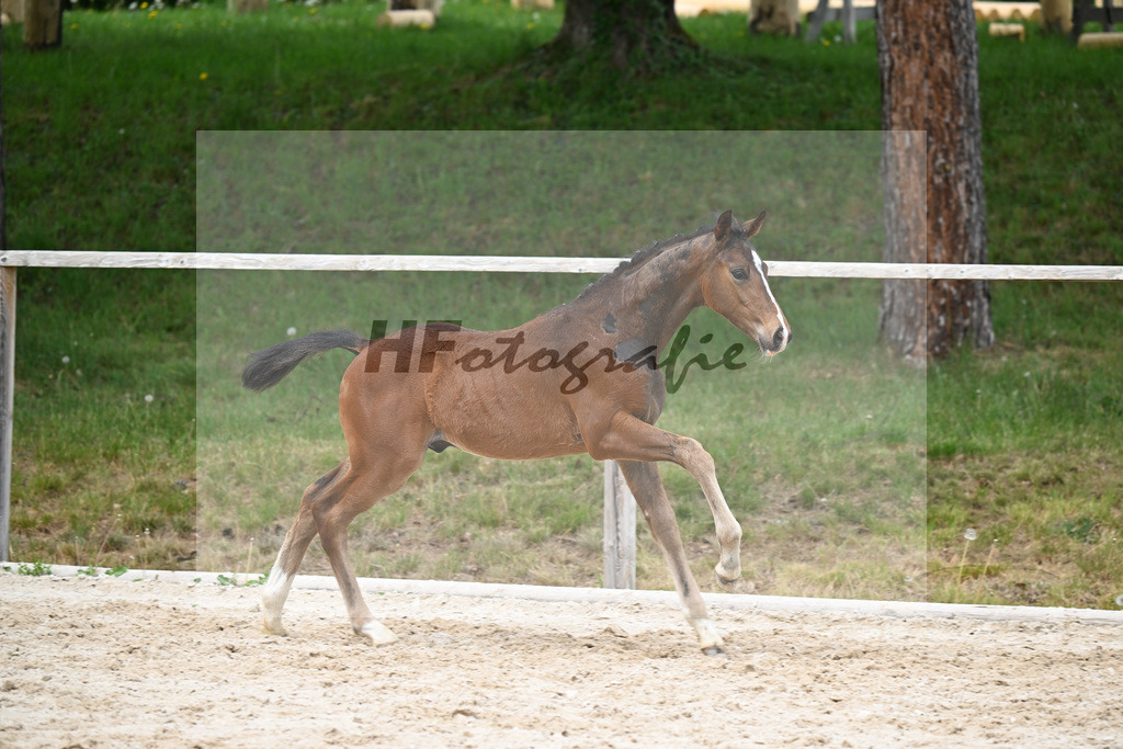 Kat-Nr. 33 HF Sebastino PS x Apache_Blessing_24260747 | hf-fotografie - Realisiert mit Pictrs.com