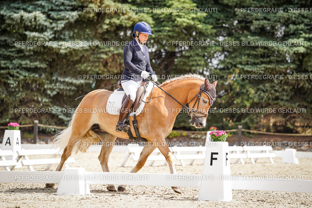 DSC09469 | Pferdegrafie