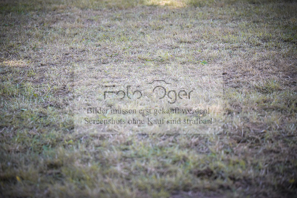 DOS_1066 | Entdecke hochwertige Reitturnierfotos von Foto Oger. Professionell, emotional und authentisch – jetzt Lieblingsmomente im Shop bestellen.Deutschlandweite Turnierfotografie. - Realisiert mit Pictrs.com