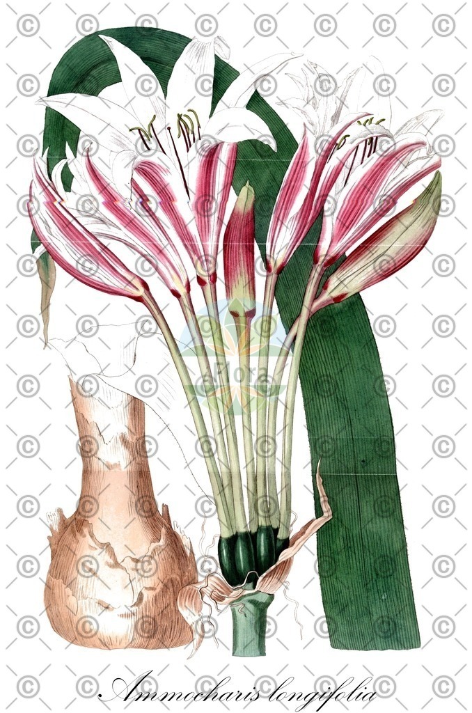 HistAbb_wfo-0000759934_1_ENZY_Simple | Historische Abbildung von Ammocharis longifolia - Amaryllidaceae | Historical Illustration of Ammocharis longifolia - Amaryllidaceae