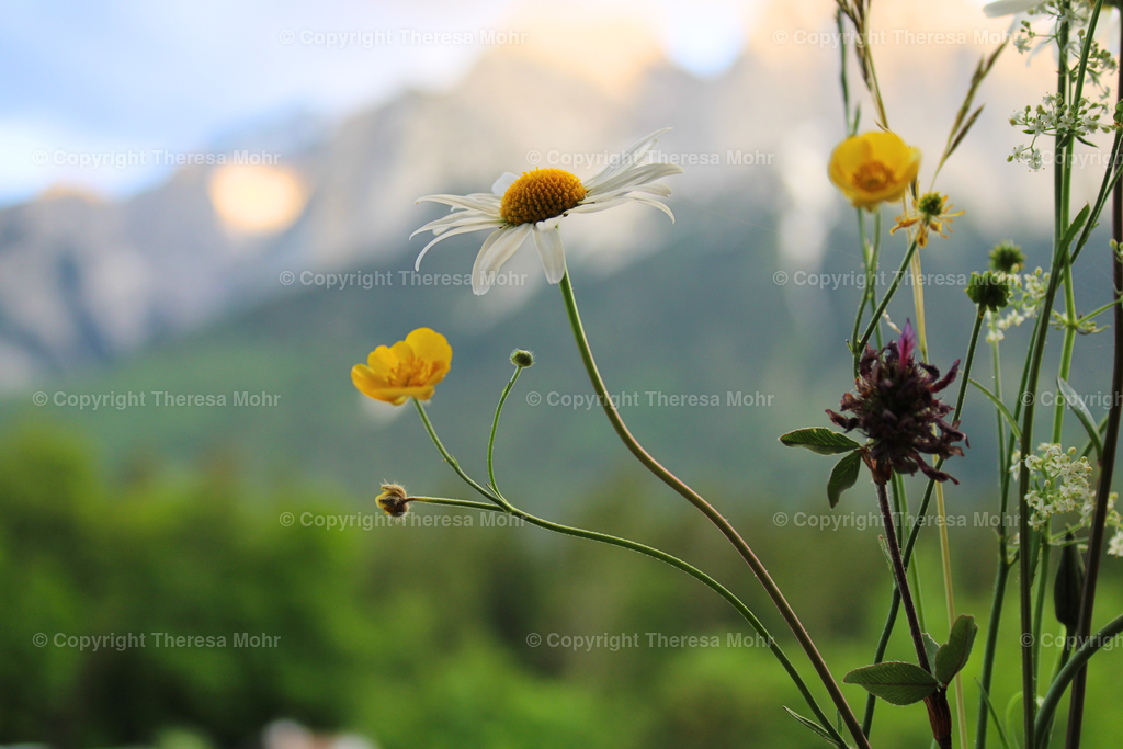 Margerite  im Abendlicht  | Naturpuls - Realisiert mit Pictrs.com