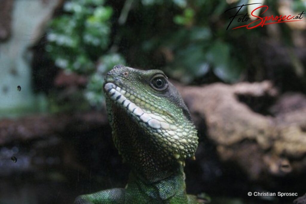 tierfotos_52025119459_o | Mit meiner Kamera halte ich besondere Augenblicke, faszinierende Landschaften und interessante Details fest. Dabei entstehen ganz unterschiedliche Aufnahmen – von stimmungsvollen Landschaftsfotografien und beeindruckenden Drohnenaufnahmen über Pressefotos - Realisiert mit Pictrs.com