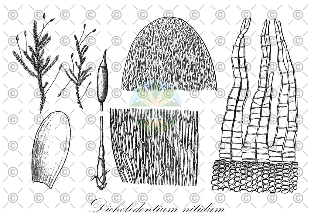 HistAbb_wfo-0001158330_1_ENZY_Simple | Historische Abbildung von Dichelodontium nitidum - Ptychomniaceae | Historical Illustration of Dichelodontium nitidum - Ptychomniaceae
