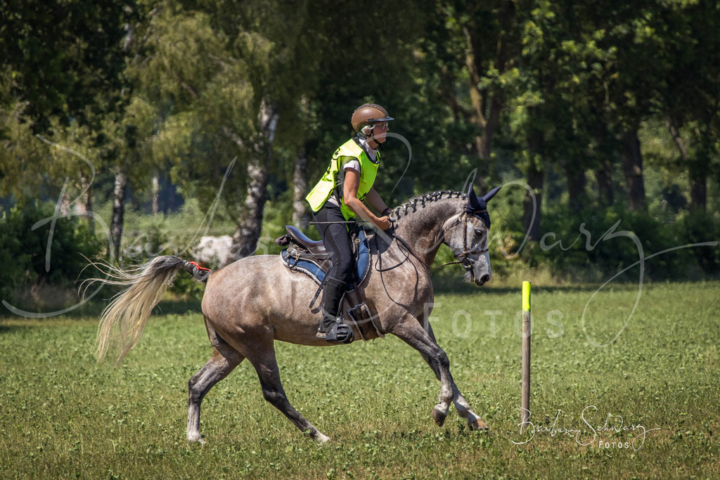 CJP_2026-06-26_14 | Stimmungsvolle Fotografie von Pferden, fotografische Begleitung von Veranstaltungen, Golfturnieren und Distanzritten - Realisiert mit Pictrs.com