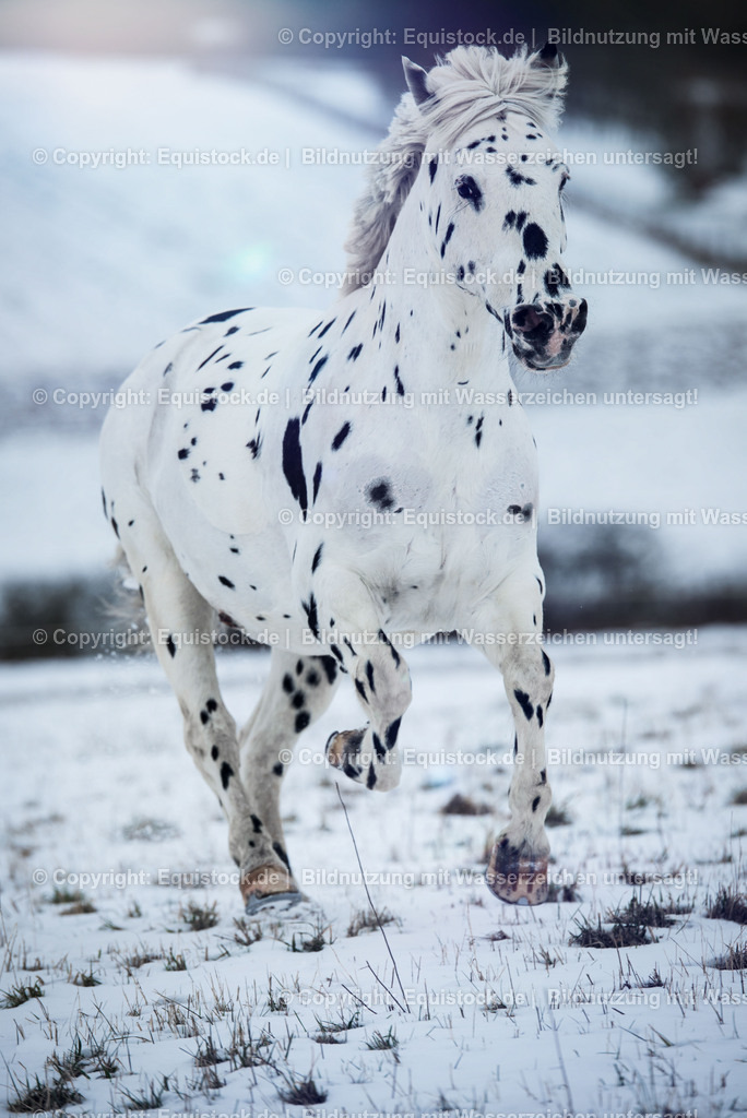 20150209_Knabstrupper_im_Schnee_0002 | equistock