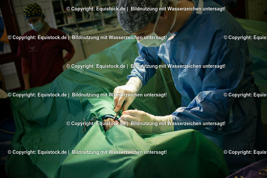 20160309_Sehnenschnitt_OP__0039 | equistock