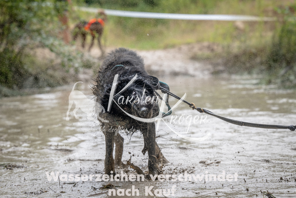 1456_ZZ94488 | kk-dogfotos