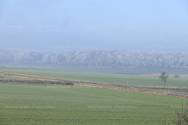 Winter in Bornum (3) | Naturfotografie Frauke Gläser - Realisiert mit Pictrs.com