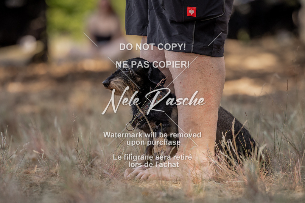 nelerasche_soDD2_21 | nelerasche