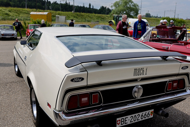 Calag_Oldtimer2025-34 | Ich fotografiere Hundeausstellungen, Sportanlässe, Zuchtstätten, Hundezucht, Hundeportrait, Lagotto - Realisiert mit Pictrs.com