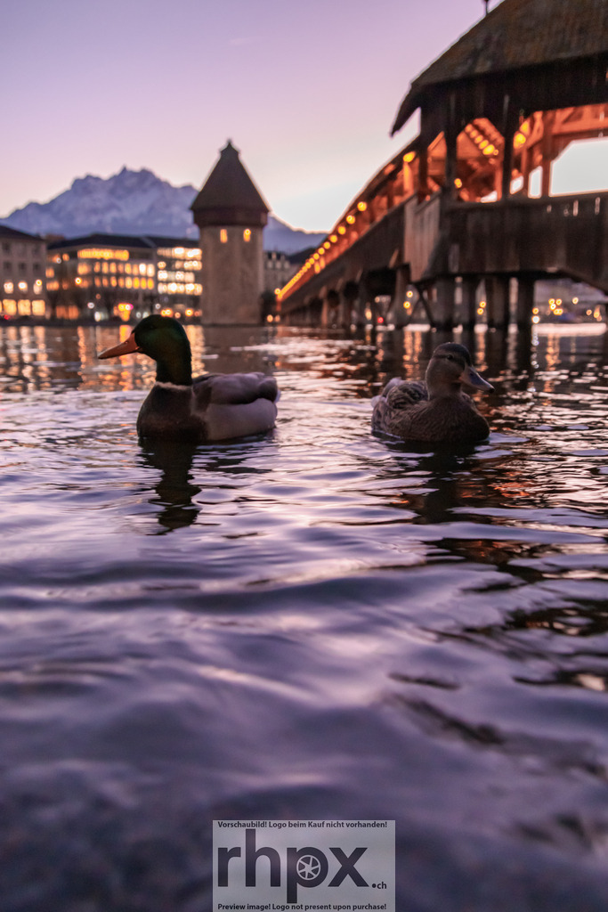 Enten vor der Kapellbrücke in Luzern | Stadt. Wasser. Abendruhe.Zwei Stockenten schwimmen friedlich auf der Reuss, während im Hintergrund die beleuchtete Kapellbrücke und der Wasserturm in der Dämmerung erstrahlen. Das sanfte Licht des Abends verleiht der Luzerner Altstadtkulisse eine besonders ruhige und einladende Atmosphäre.Die sanften Spiegelungen auf dem Wasser kommen auf Acrylglas oder Alu-Dibond besonders gut zur Geltung. Wähle unter 'Produktauswahl' dein Wunschformat oder entdecke weitere Optionen wie Puzzle und Downloads. - Realisiert mit Pictrs.com