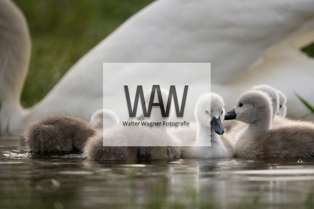 Schwäne am Gaishorner See | walter-wagner-fotografie