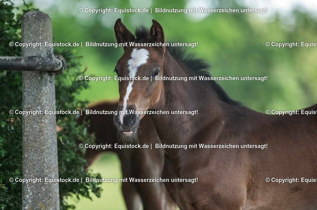 20210617_Fohlen_0336 | Foto: Thomas Hartig