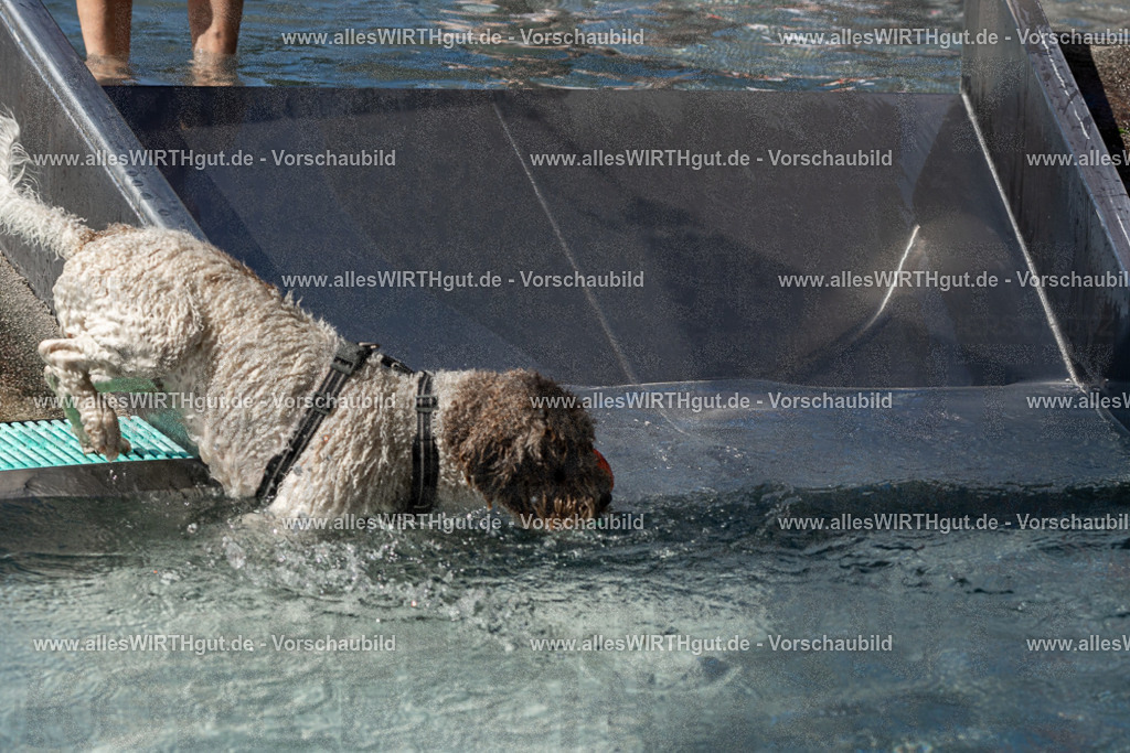 Hundeschwimmen_Volksbad_2026-allesWIRTHgut_Tierfotografie-2609061338-FAY06800 | Professionelle Tierfotografie in Mönchengladbach von Daniel Wirth (allesWIRTHgut). Liebevolle & natürliche Bilder von Hunden & Katzen für unvergessliche Erinnerungen.