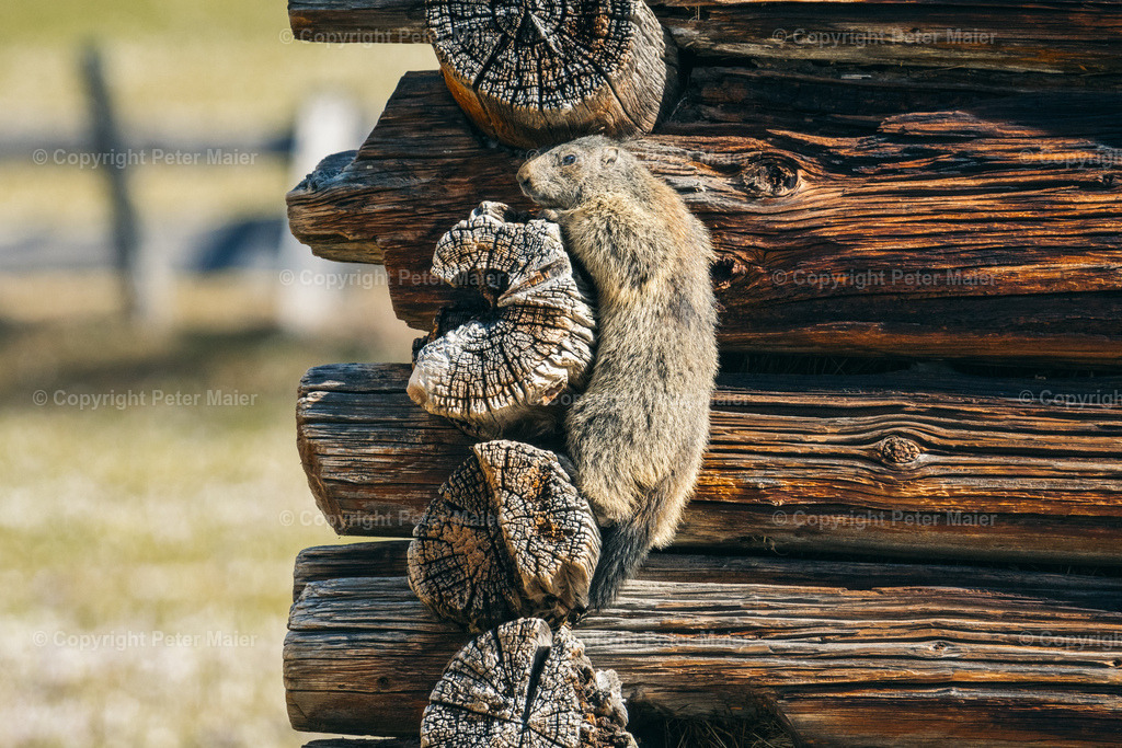 Lucknerhaus_Krokusse_24-547-Bearbeitet | piet_flosse
