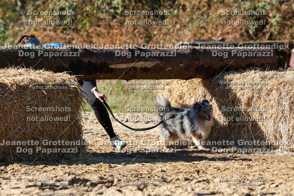 Dog Paparazzi - Strongdog 10-25-2474 | Dog Paparazzi Jeanette Grottendiek Fotografie & Videografie - Realisiert mit Pictrs.com