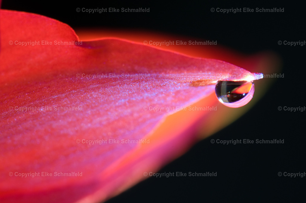 Bluetenreise-Rot-20 | Elke Schmalfeld - Realisiert mit Pictrs.com