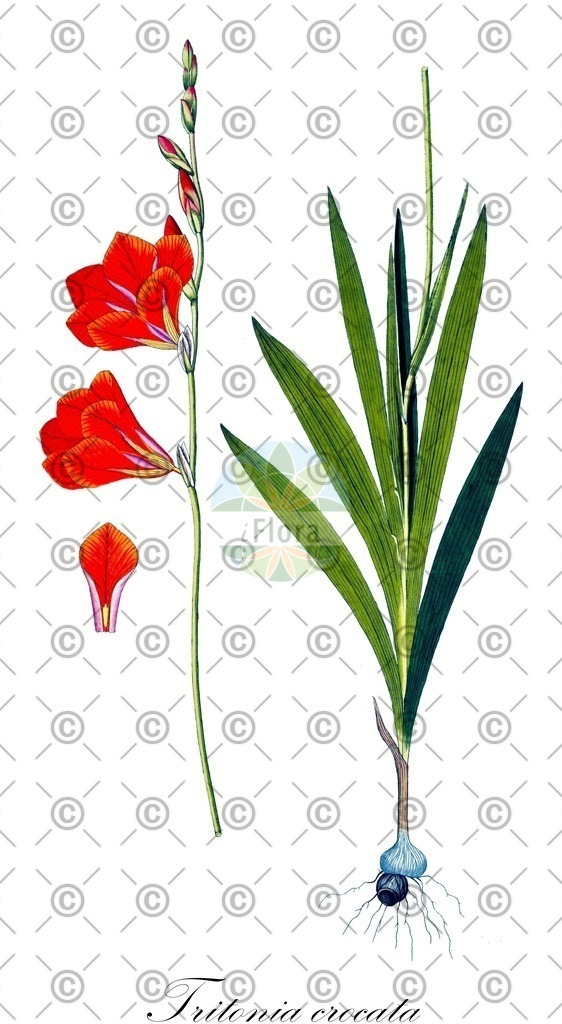 HistAbb_wfo-0000457380_1_ENZY_Simple | Historische Abbildung von Tritonia crocata - Iridaceae | Historical Illustration of Tritonia crocata - Iridaceae