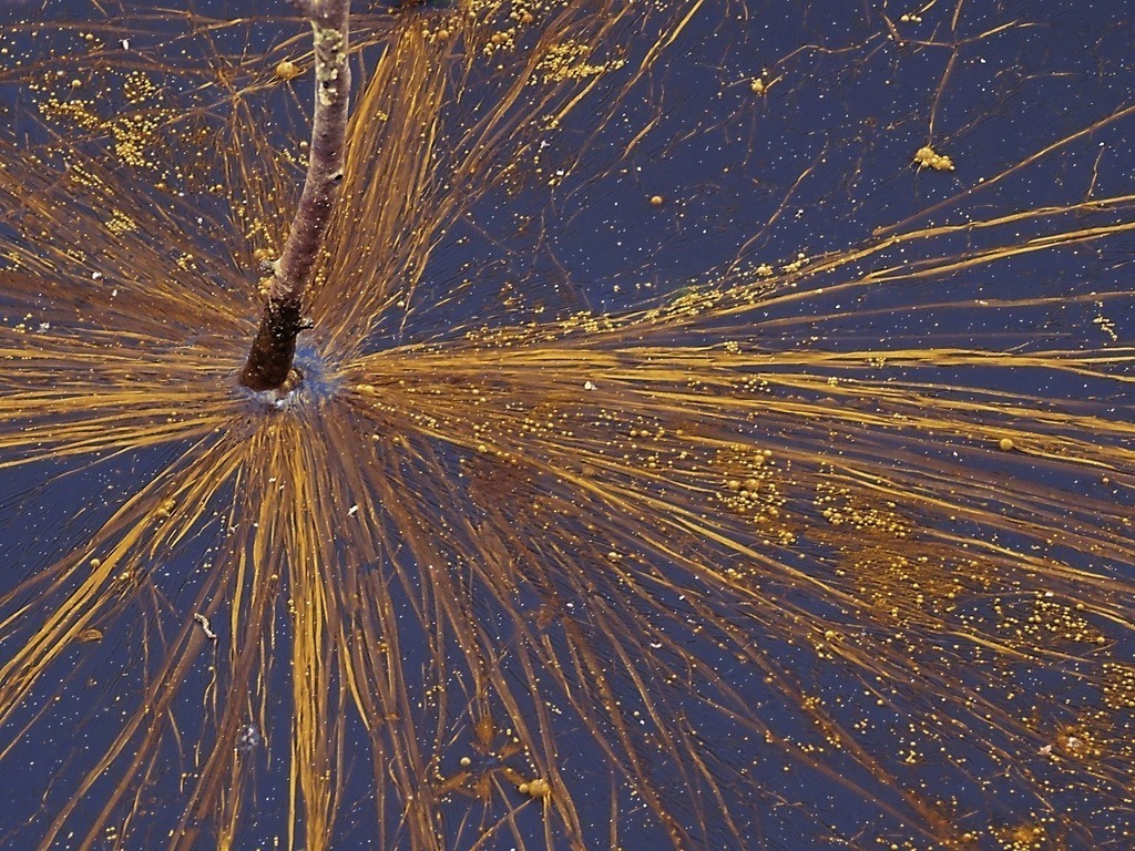 Schilf-Stern | Gräser liegen konzentrisch um einen abgebrochenen Birkenstamm, - Realisiert mit Pictrs.com