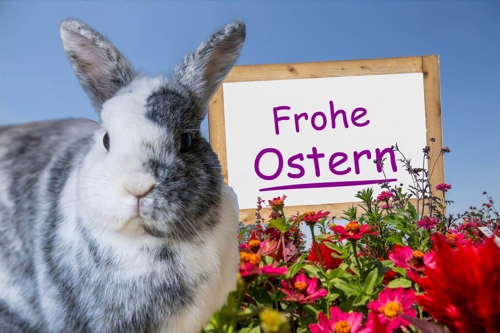 Frohe Ostern: Kaninchen, Blumen und ein Schild mit Text "Frohe Ostern" | (Fotomontage) Kaninchen freigestellt vor Blumen, im Hintergrund ein Schild mit Text FROHE OSTERN - Realisiert mit Pictrs.com