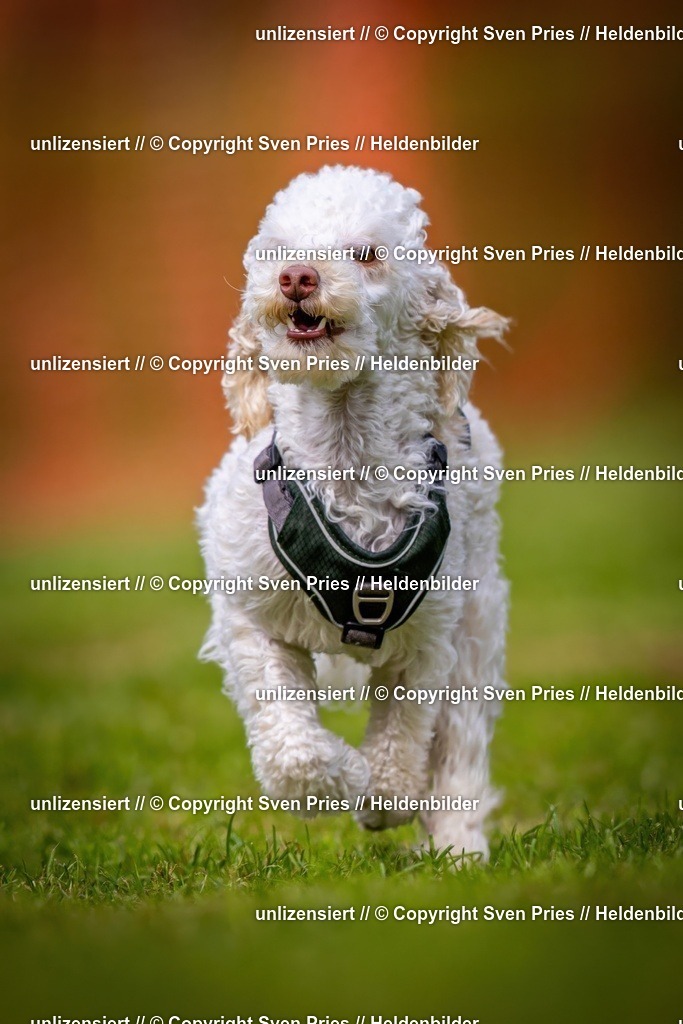 Sven Pries | 2024-09-22 - Hunderennen Baden-BadenPudelverein - Realisiert mit Pictrs.com