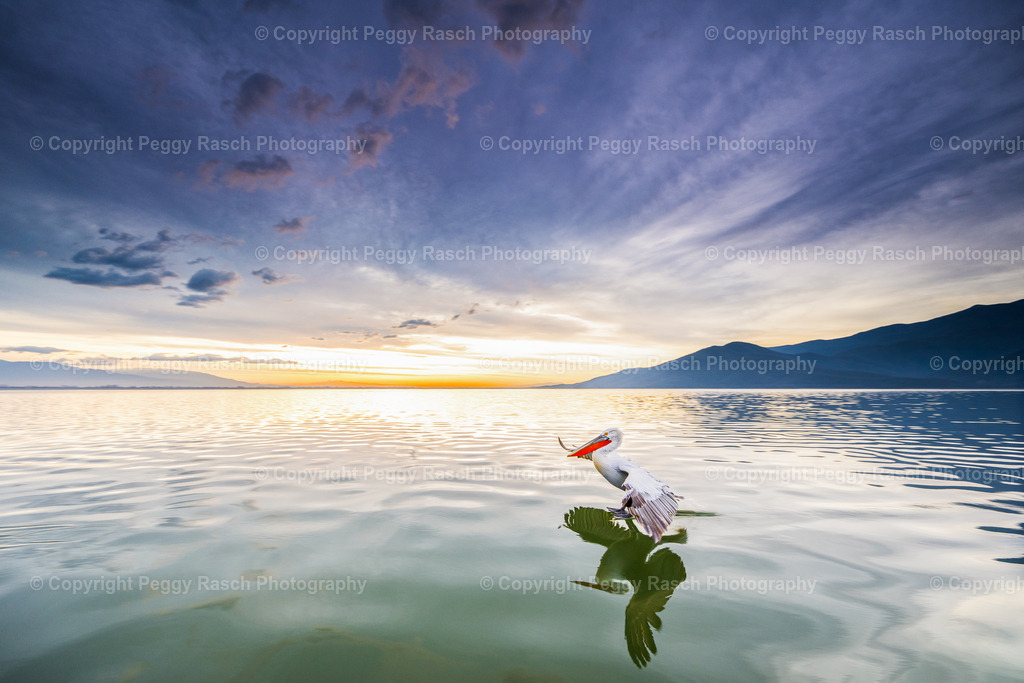 Pelikane weit 2024 (4 von 9) | PeggyRaschPhotography - Realisiert mit Pictrs.com