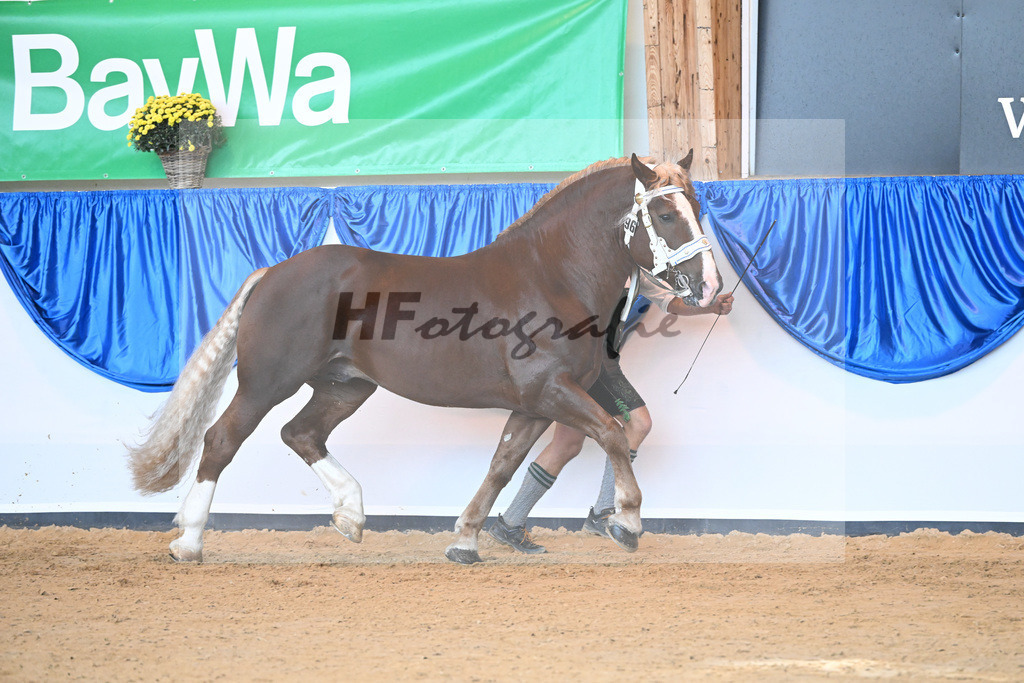 Kat-Nr. 96 Vom Forggensee_Kotz_53220596 | hf-fotografie - Realisiert mit Pictrs.com