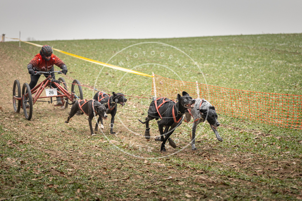 Pfotenfotografie_DV3A4406 | Hundefotografie, Tierfotograf, Pfotenfotografie, Fotoshooting Hund, Hunde Portrait, Hundesport, Hundeportraits, Heideshooting, Hunde, Sportfotograf, Hundefotograf, Turnierhundsport, THS,  - Realisiert mit Pictrs.com