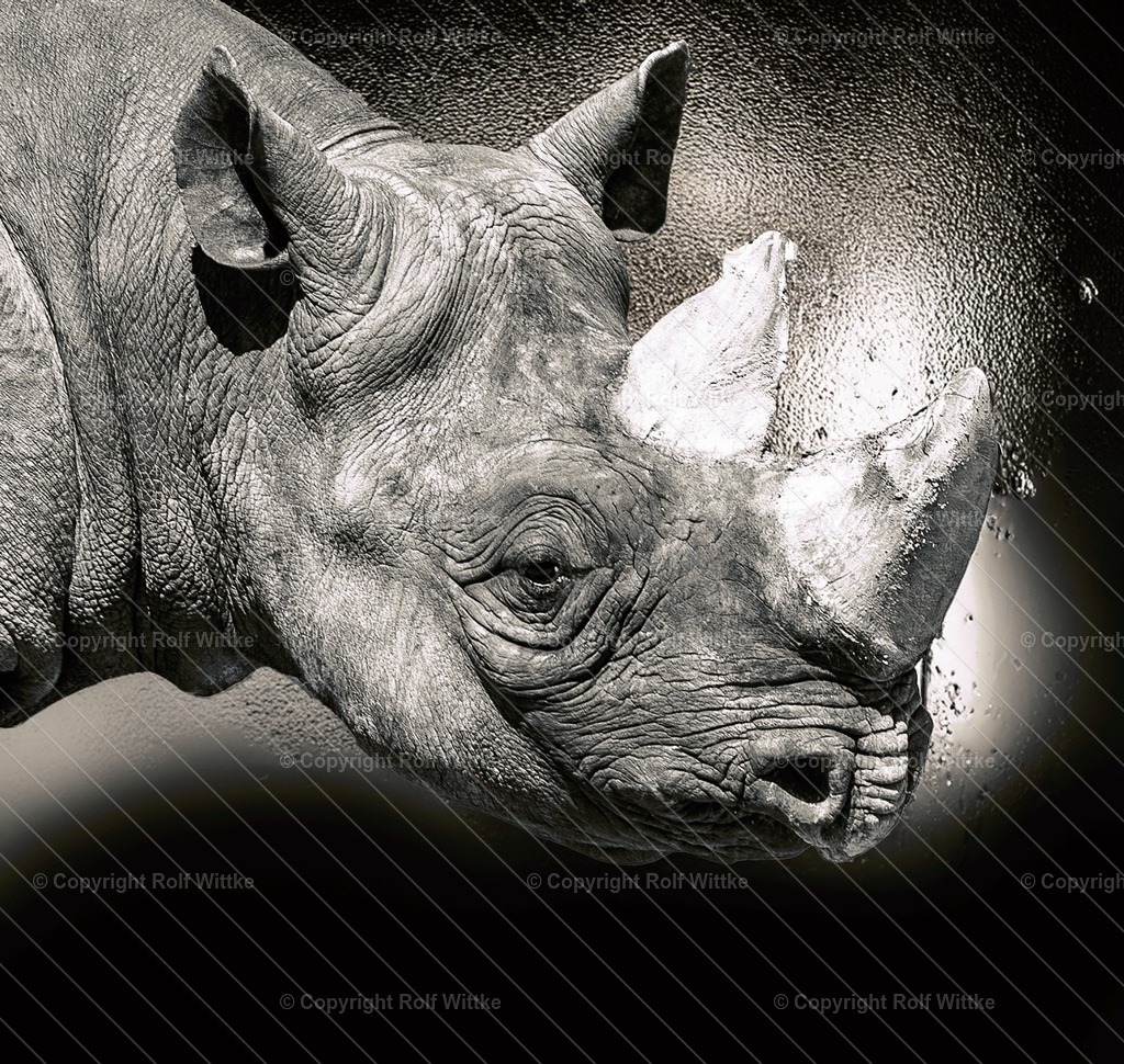 portrait nashorn | Rolf Wittke  - Realisiert mit Pictrs.com