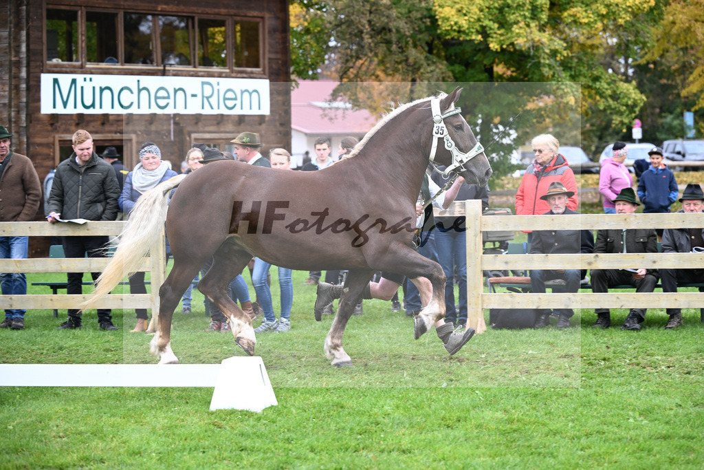 Kat-Nr. 35 Monamour v. Samuel_Buechl_41250839 | hf-fotografie - Realizzato con Pictrs.com