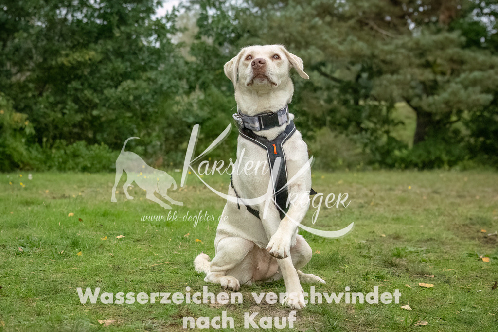 1222_ZZ90988-2-Bearbeitet | kk-dogfotos