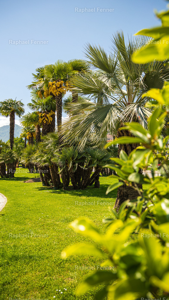 Tropisches Flair in Locarno | Dieses Bild zeigt eine grüne Oase im Herzen von Locarno. Umgeben von Palmen und exotischer Vegetation vermittelt der Park ein mediterranes Gefühl – fast wie Ferien am Meer, mitten im Tessin. Das sonnige Licht und die klare Komposition lassen die tropische Pflanzenpracht besonders lebendig wirken.