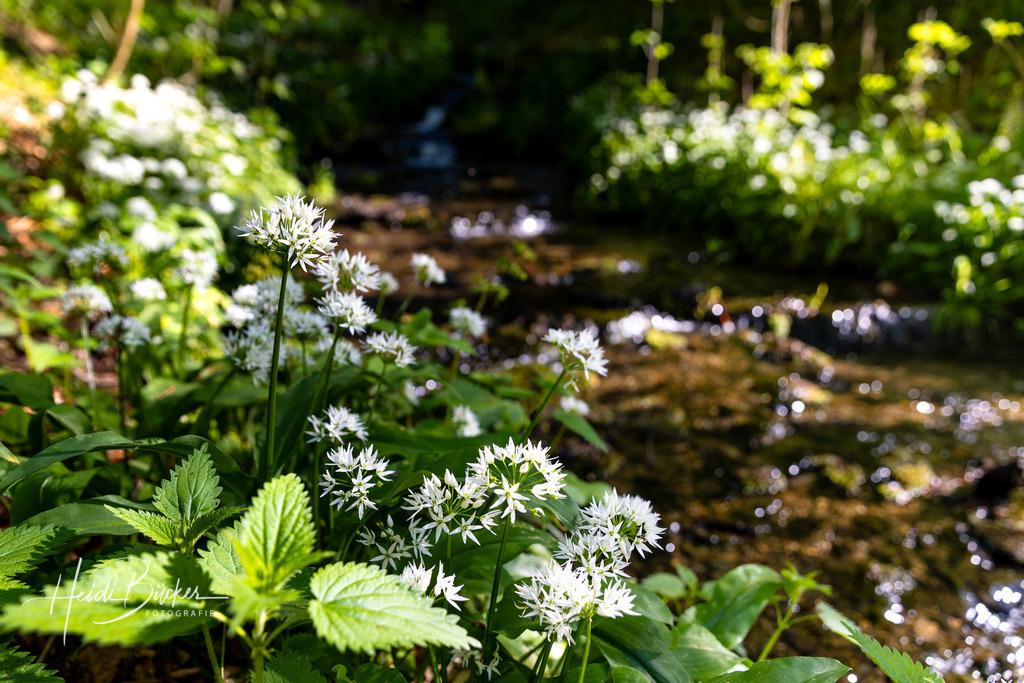 Blühender Bärlauch | Blühender Bärlauch an einem Bachlauf - Realisiert mit Pictrs.com