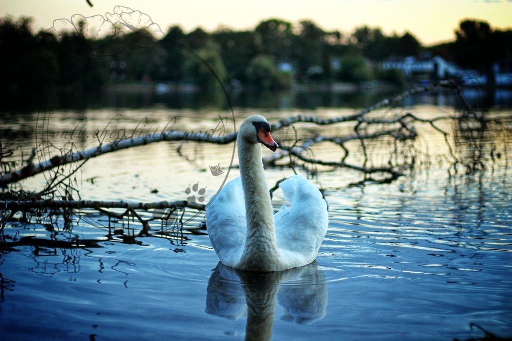 Höckerschwan 006 | only.this.little.world - Realisiert mit Pictrs.com