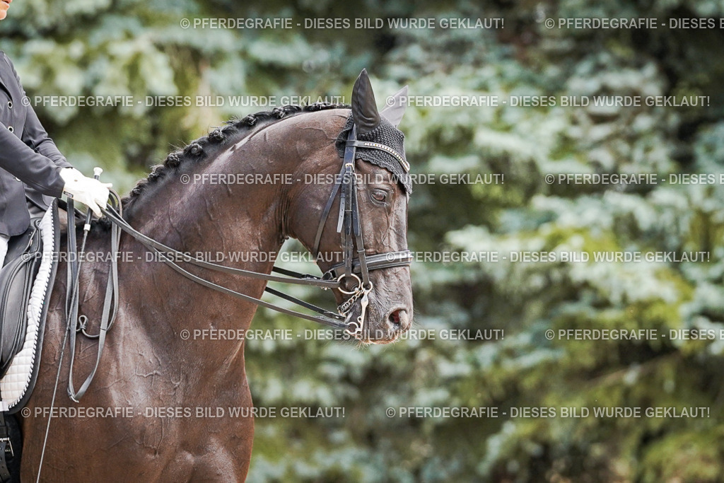 DSC03000 | Pferdegrafie