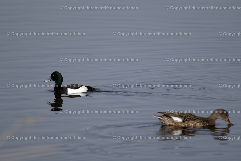 Reiherente und Schnatterente | Die Reiherente (Aythya fuligula) ist eine kleine, gesellige Tauchente (40–47 cm) mit einem markanten Federschopf am Hinterkopf und gelben Augen. Erpel sind schwarz-weiß, Weibchen dunkelbraun. Sie sind tag- und nachtaktive Taucher, die bis zu 7 Meter tief nach Muscheln, Schnecken und Pflanzen suchen. Sie brüten in dichter Ufervegetation. Der namensgebende Schopf erinnert an einen Reiher. Der Schnabel ist blaugrau mit einer schwarzen Spitze. Bevorzugt stehende oder langsam fließende Gewässer wie Seen und Teiche. Hauptsächlich Muscheln, Schnecken, Insektenlarven und Sämereien. Mai bis September. Die Nester werden oft in Kolonien im Schilf angelegt.Bestand: Nicht gefährdet, eine der häufigsten Tauchenten in Deutschland. Sehr gesellig, oft in großen Schwärmen anzutreffen.  - Realisiert mit Pictrs.com