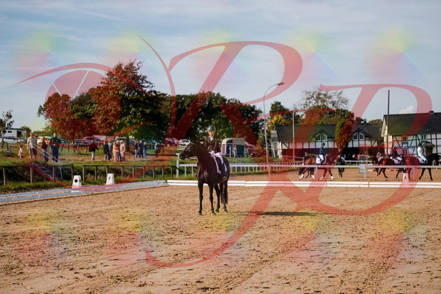 2026_10_03_Siefer-Hof_121820_Z63_42026458 | Professionelle Reitsport-, Turnier- und Eventfotografie von Robert Broda. Galerien mit ausgewählten und bearbeiteten Bildern direkt online ansehen und bestellen.
