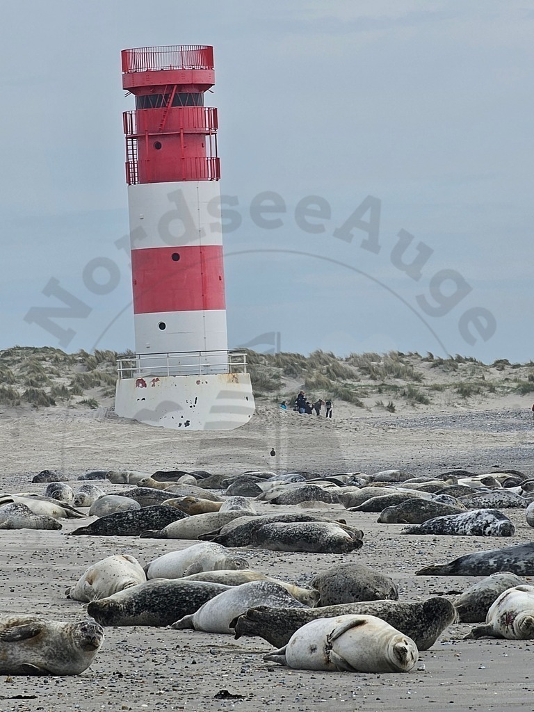 20240406_123147 | Nordseeauge Onlineshop Nordseebilder Nordseeshop Nordseefotos Nordseeurlaub Nordseeerleben Nordseemomente UrlaubfuerzuHause Meerbilder Strandurlaub Acrylglasbilder Leinwandbilder Nordseekleidung Nordeefanartikel Nordseegeschenke Geschenkeshop - Realisiert mit Pictrs.com