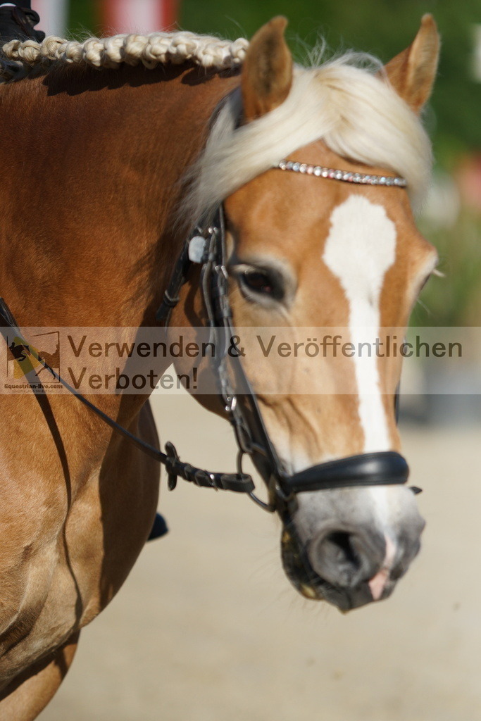 DSC05882 | equestrian-live-com