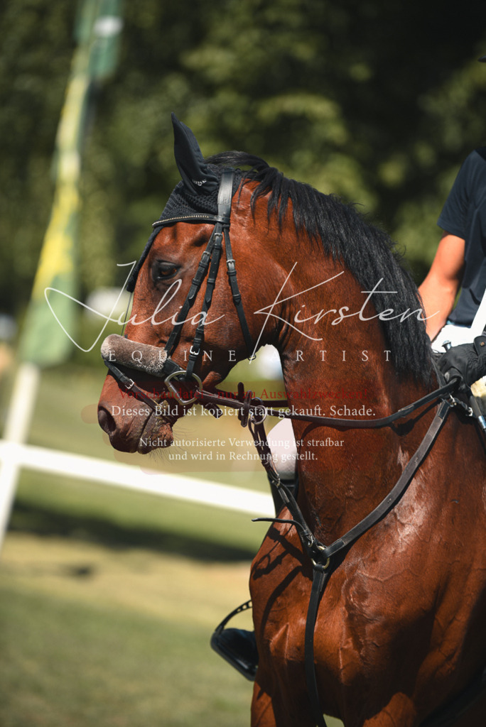 DSC_6982 | Pferde- und Turnierfotografie in Westsachsen. Pferdeportraits, Auftragszeichnungen und intuitive Kunst.