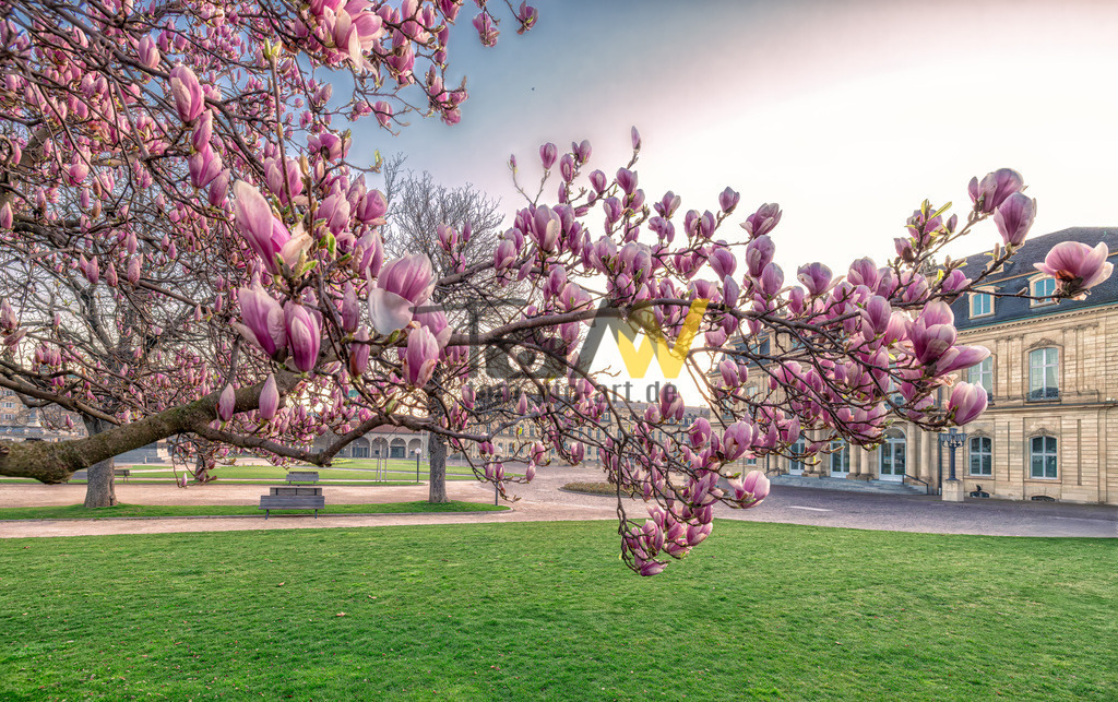 Prächtige Magnolienblüte im Frühling-Schloßplatz-Stuttgart | Prächtige rosarot leuchtende Magnolienblüten läuten den Frühling in Stuttgart ein.  - Realisiert mit Pictrs.com