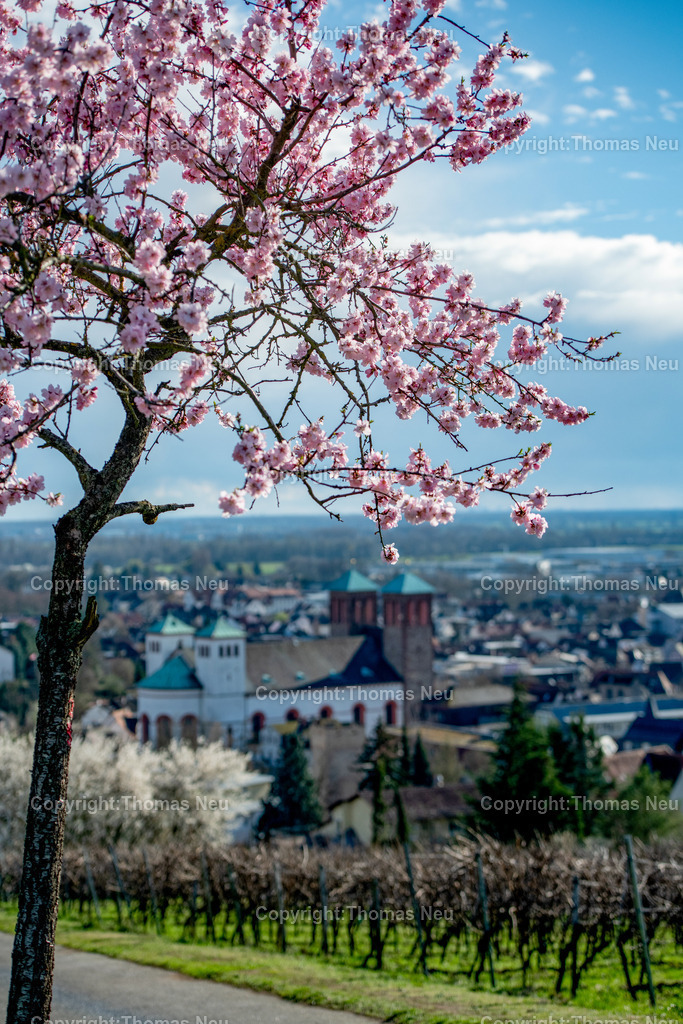 mandelbluete-kirchberg-bensheim-Bensheim-Fruehling-bergstrasse-kirche-sankt-georgFotografie-thomas-neu.jpg-15 | Der Kirchberg in Bensheim zeigt sich im Frühling von seiner schönsten Seite. Zarte rosa Blüten der Mandelbäume setzen farbliche Akzente in den sanft geschwungenen Weinbergen der Hessischen Bergstraße. Im Hintergrund thront das charakteristische Kirchberghäuschen, ein beliebtes Ziel für Spaziergänger und ein markantes Wahrzeichen oberhalb der Stadt.
Die Kombination aus aufblühender Natur, strukturierten Rebreihen und dem weiten Blick über die Landschaft macht diesen Ort zu einem der bekanntesten Fotomotive der Region. Besonders zur Mandelblüte entsteht hier eine mediterran anmutende Szenerie, die jedes Jahr zahlreiche Besucher und Fotografen anzieht.
Dieses Motiv steht für den Frühling an der Bergstraße – für Aufbruch, Licht und die besondere Verbindung von Weinbau, Landschaft und Kultur.