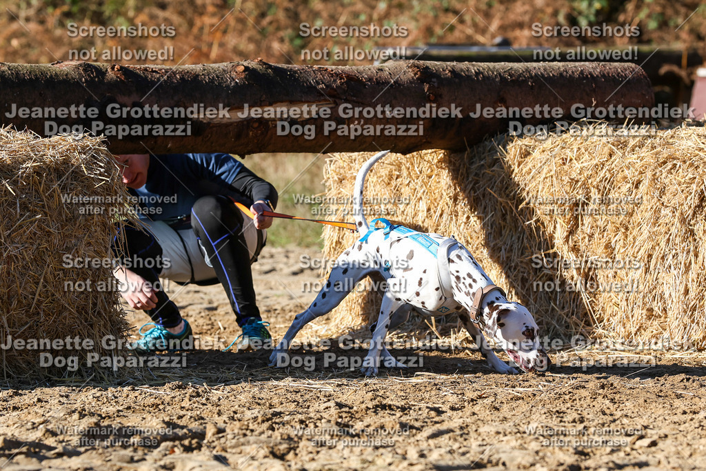Dog Paparazzi - Strongdog 10-25-2093 | Dog Paparazzi Jeanette Grottendiek Fotografie & Videografie - Realisiert mit Pictrs.com