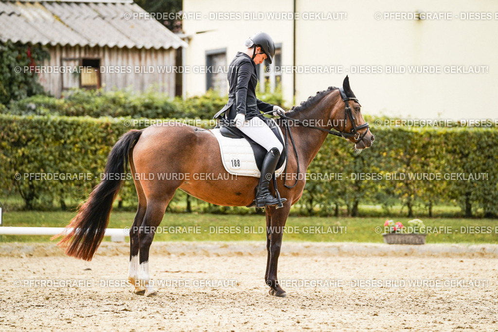 DSC01027 | Pferdegrafie