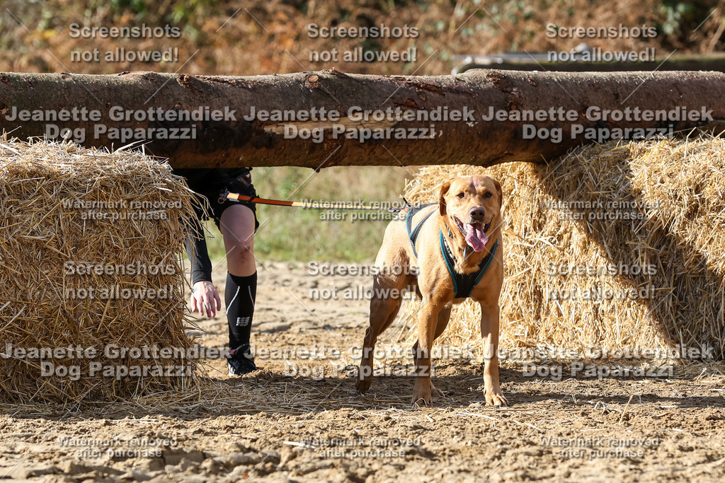 Dog Paparazzi - Strongdog 10-25-4930 | Dog Paparazzi Jeanette Grottendiek Fotografie & Videografie - Realisiert mit Pictrs.com